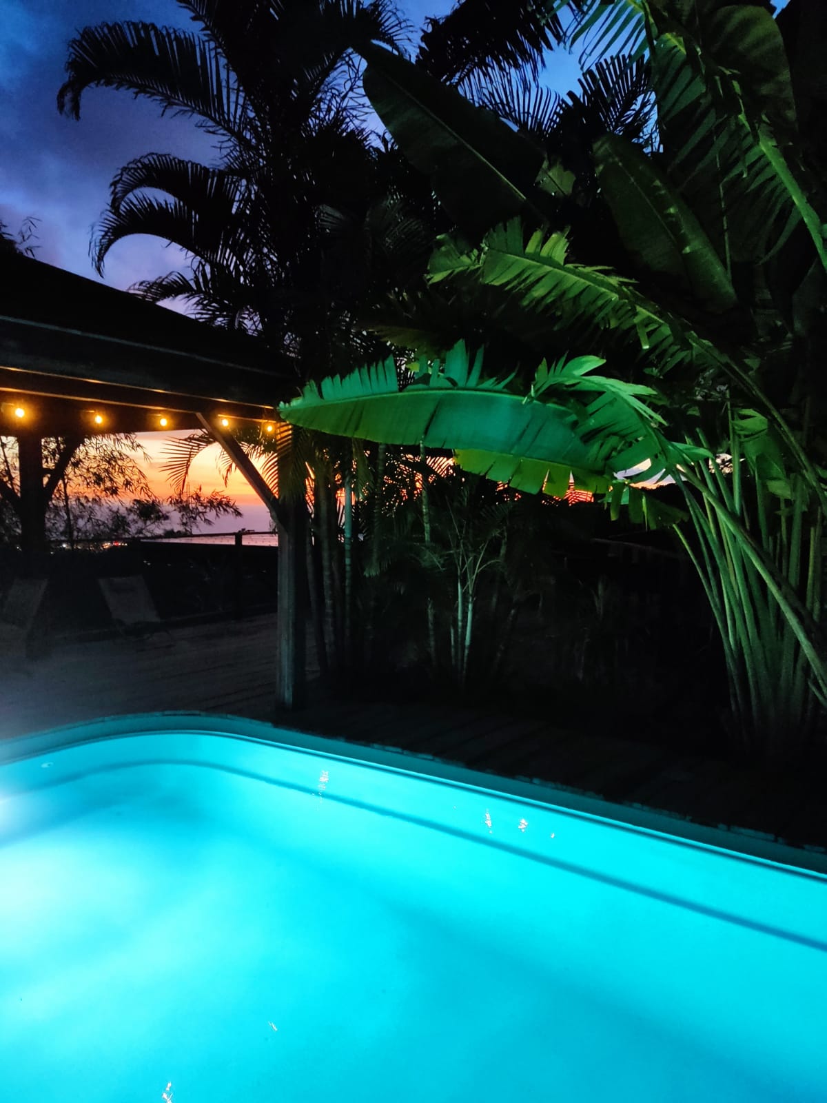 Bambou - photo 11